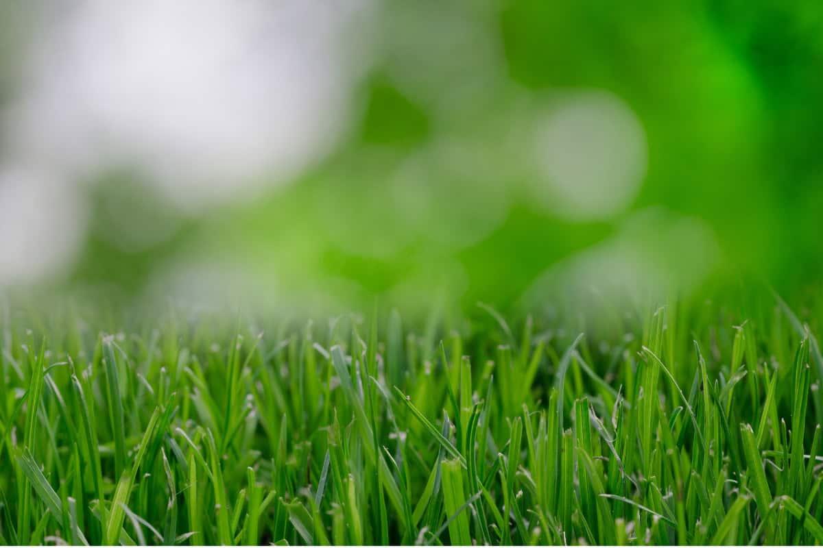 Image of a close up of a lawn at ground level.
