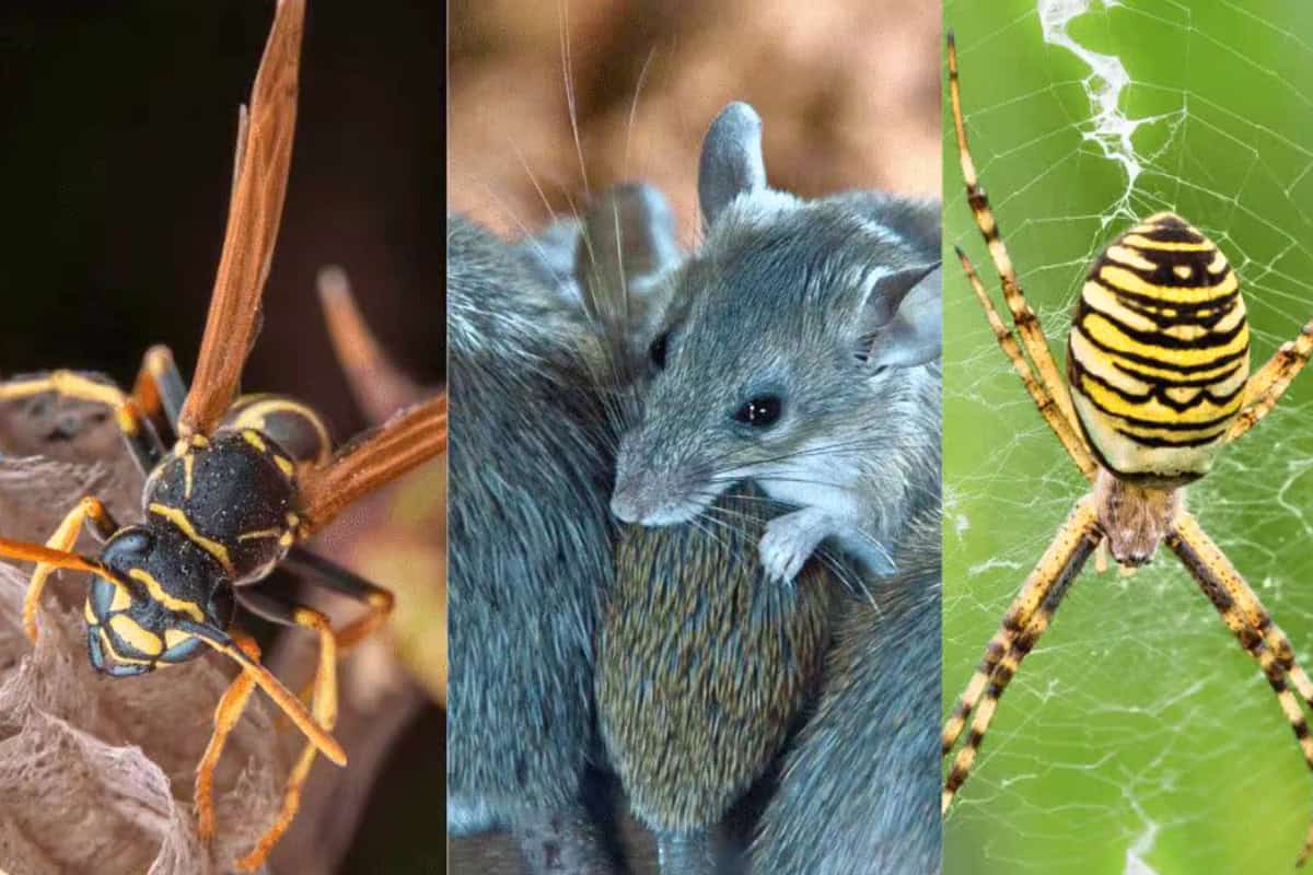 Image of a wasp, a mouse and a spider for a blog post about gas fire pit covers.
