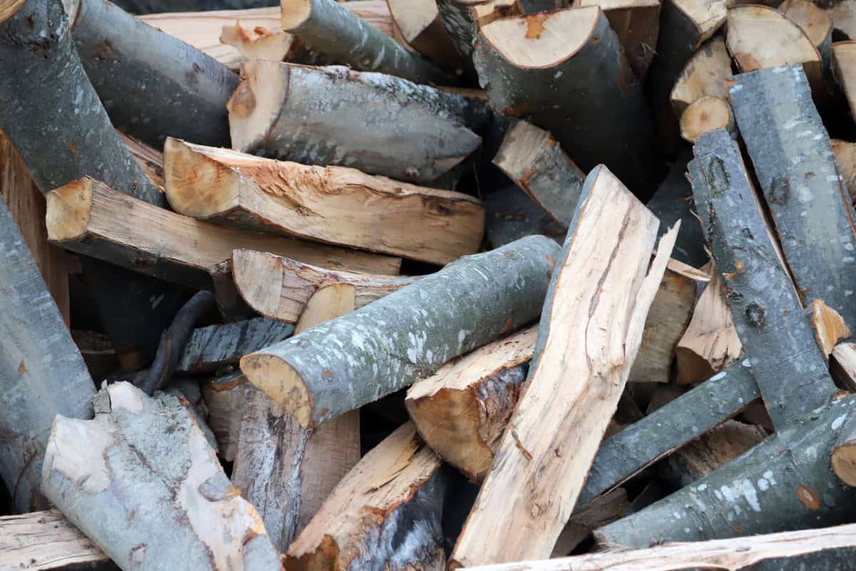 Image of pile of freshly chopped beech.