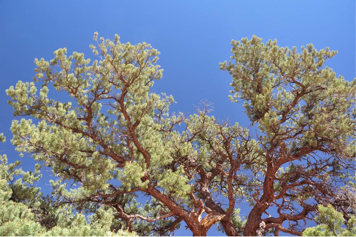 will-a-fire-pit-repel-mosquitoes-best Image of a pinyon tree in the U.S. southwest.