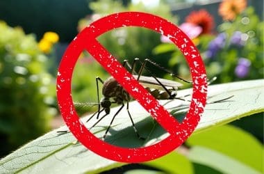 Image of a mosquito on a leaf for a blog post answering the question, "do fire pits repel mosquitoes?"