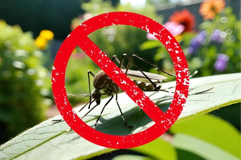 Image of a mosquito on a leaf for a blog post answering the question, "do fire pits repel mosquitoes?"