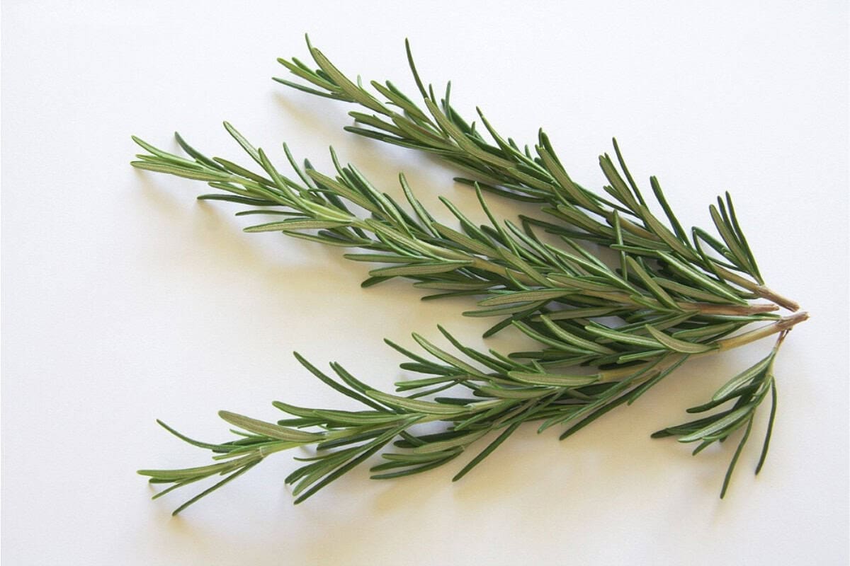 will-a-fire-pit-repel-mosquitoes-herbs Image of a sprig of rosemary, a common solution for repelling mosquitoes when burned in a fire pit.