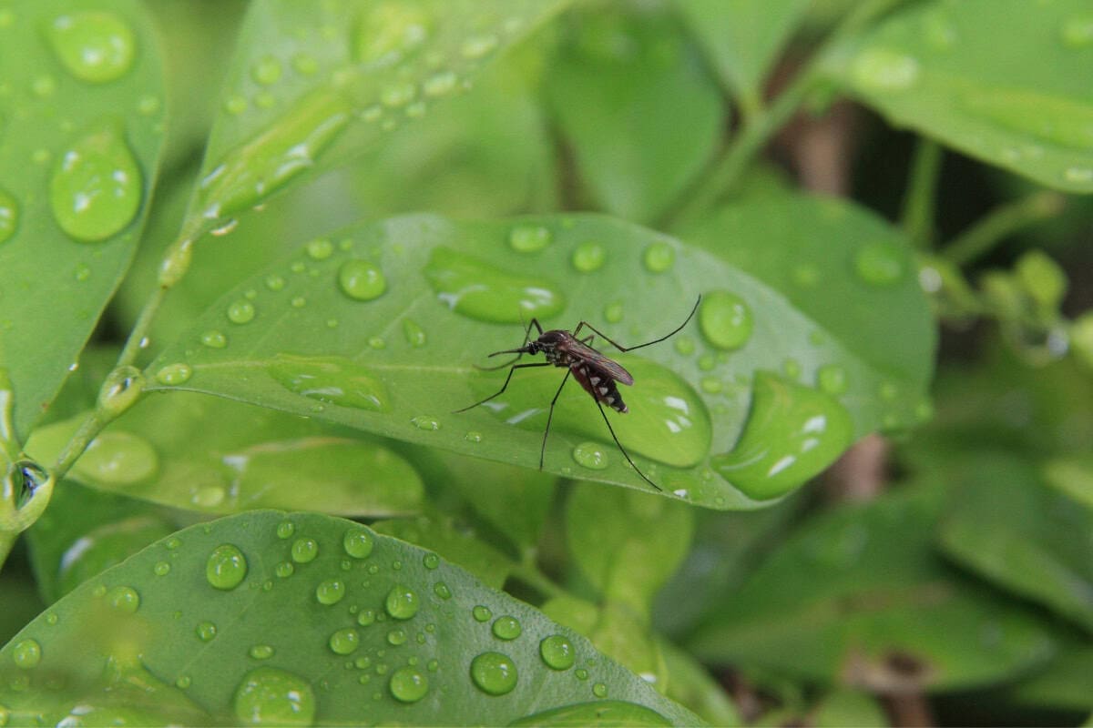 will-a-fire-pit-repel-mosquitoes-main Image of a mosquito on a leaf after a rain shower.