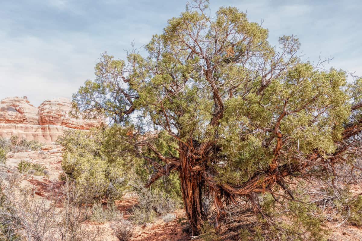 Image of a Juniper tree in a desert.