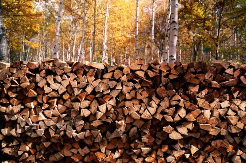 Image of stack firewood in a wooded setting for a blog post covering the best low smoke firewood for a fire pit.
