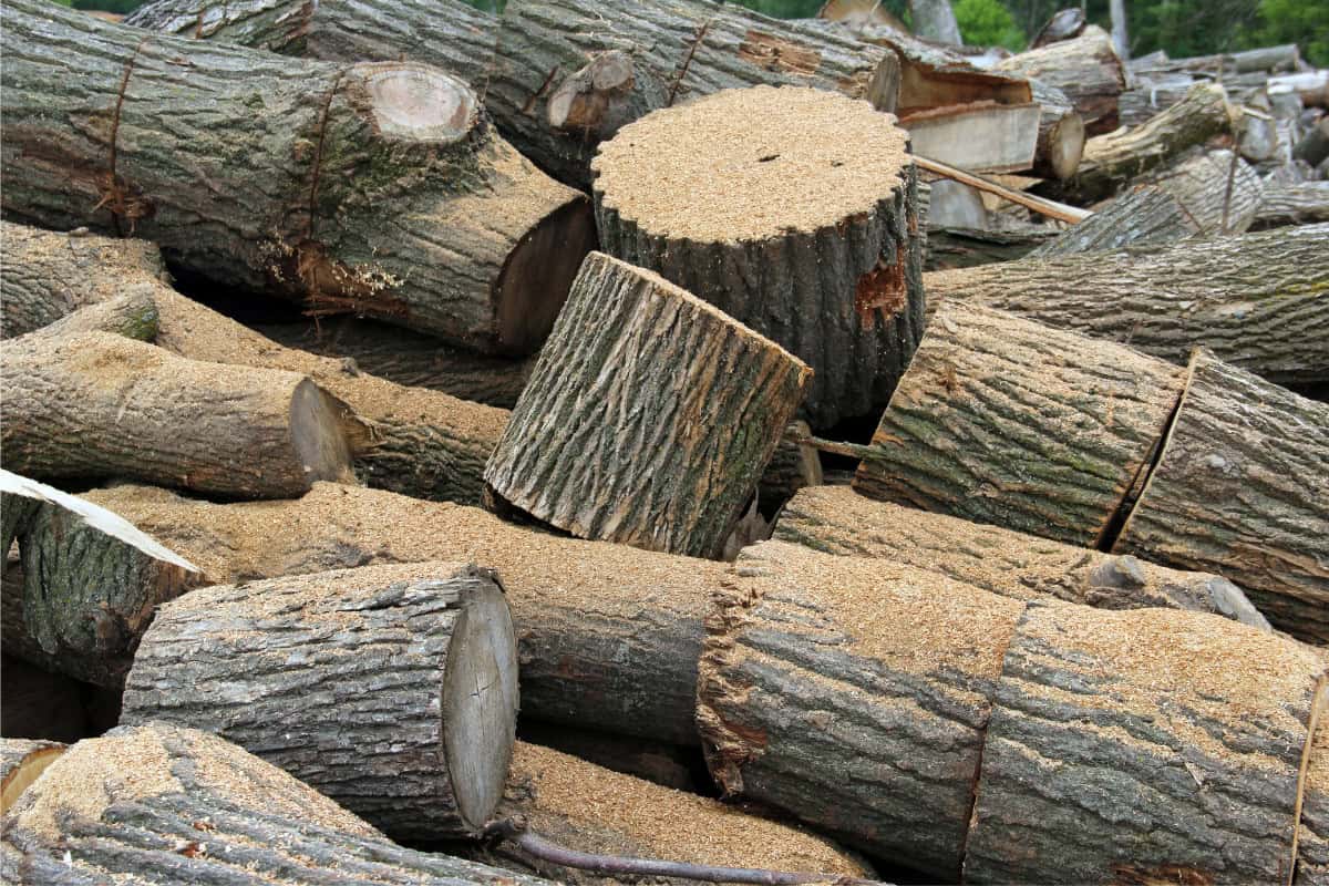 Image of a pile of freshly cut maple firewood covered in sawdust.