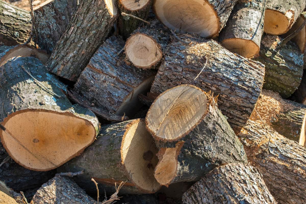 Image of newly cut beech and oak firewood waiting to be split.