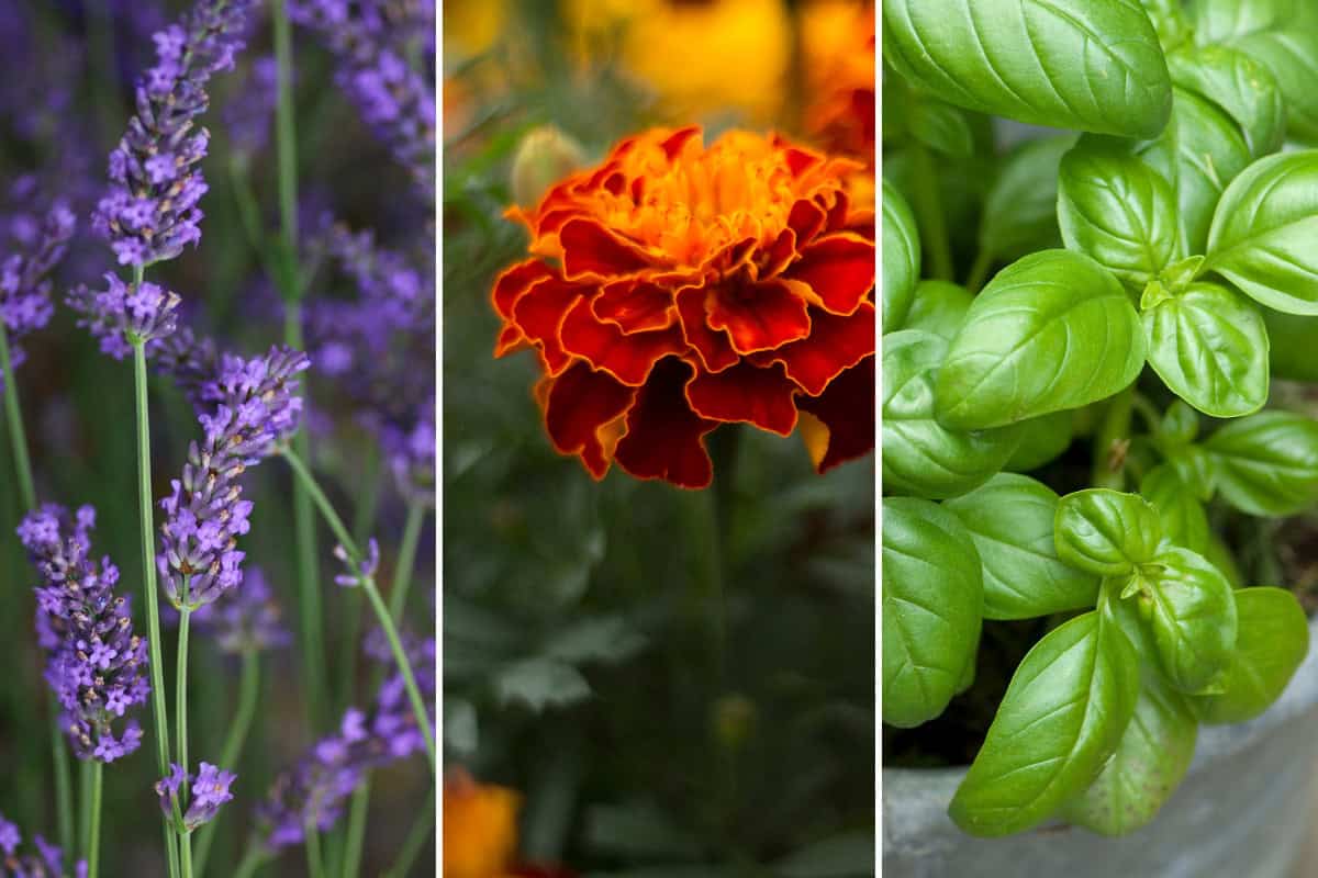 bat-house-to-keep-mosquitoes-away-results Images of lavender, marigolds, and basil.