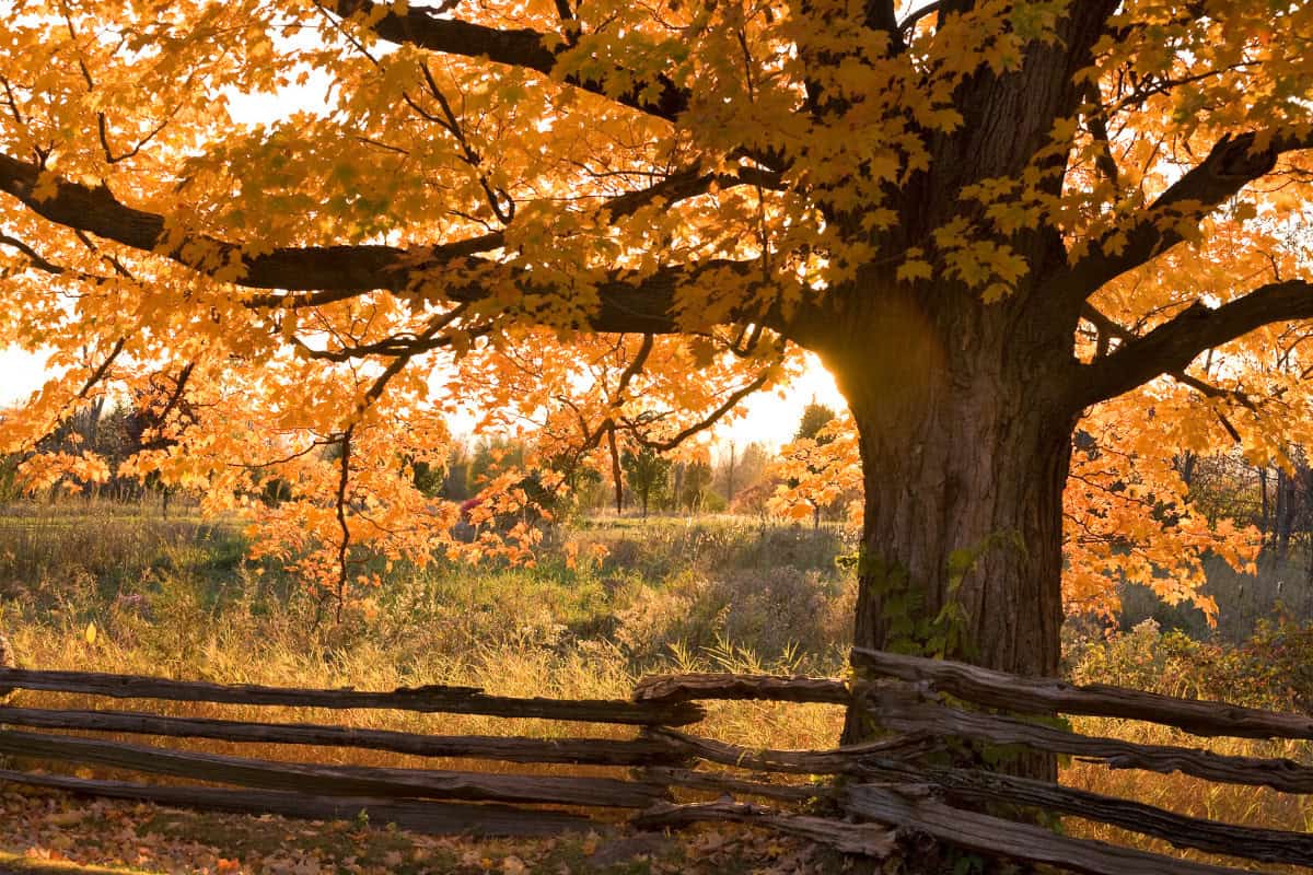 Image of a large maple tree in the fall.
