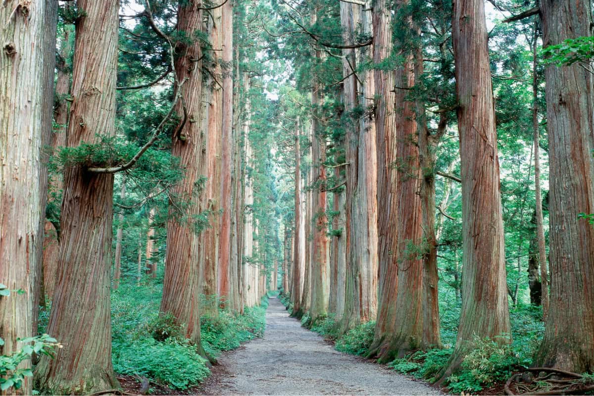 Image of tall cedar trees on the sides of a forest path.