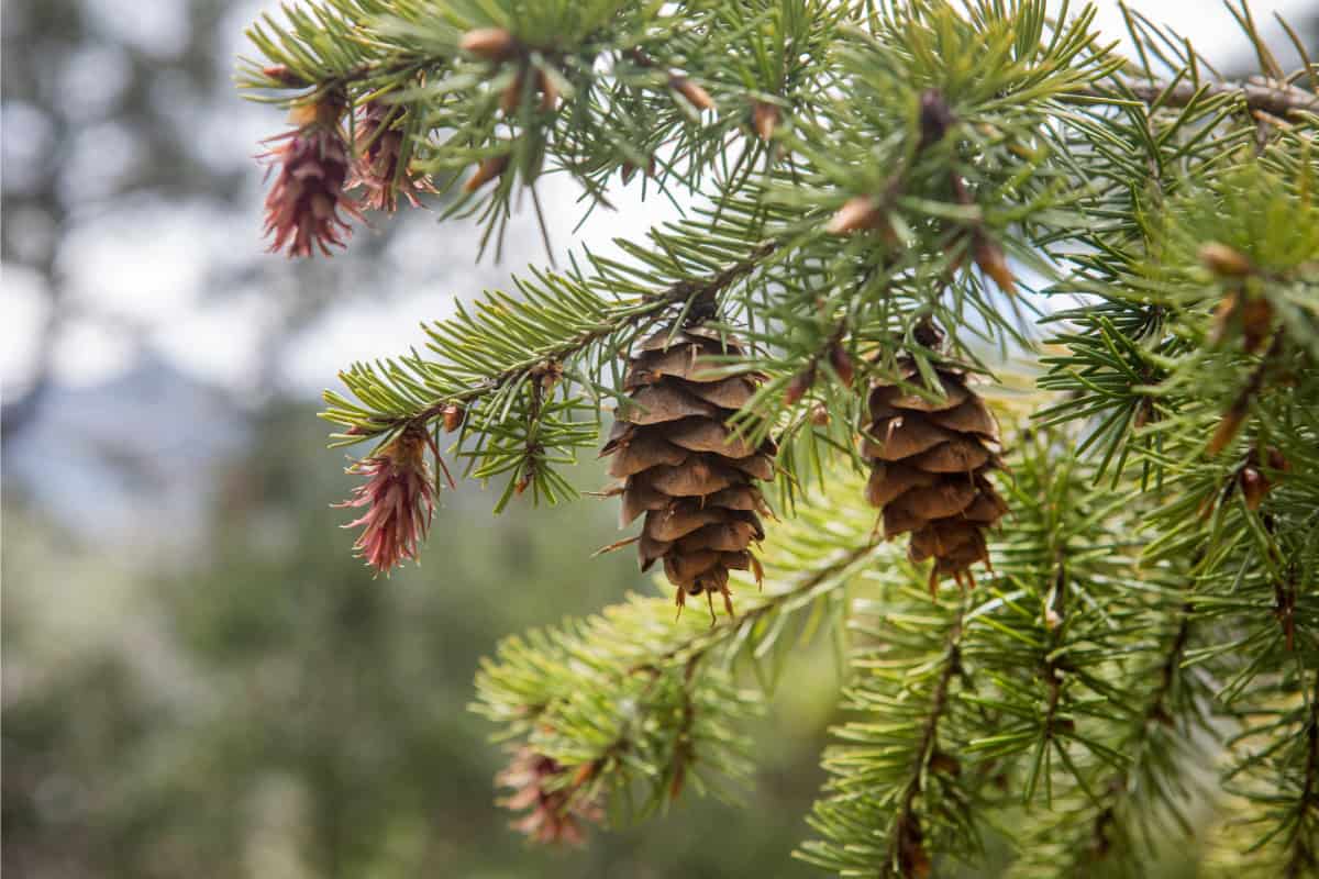 Image of a pine branch with pinecones in a forest setting.