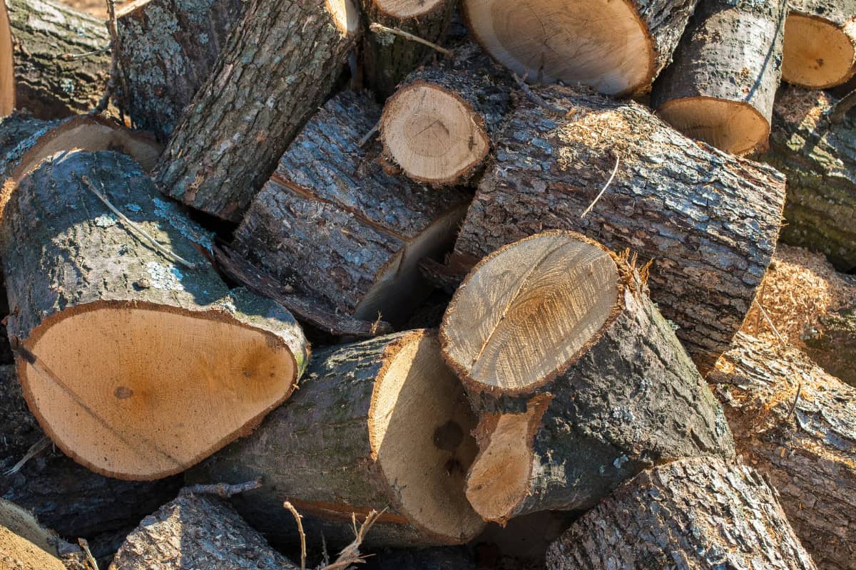 Image of a pile of cut oak firewood logs.