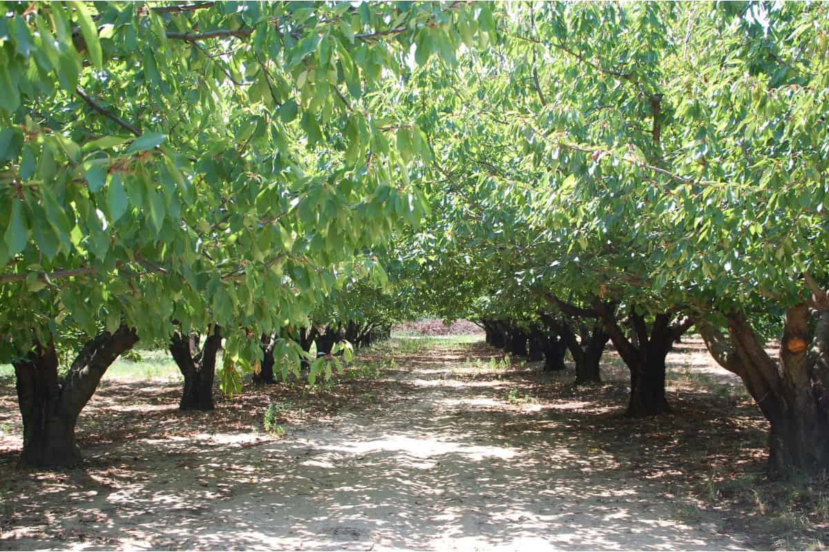 Image of cherry trees in two rows in an orchard.