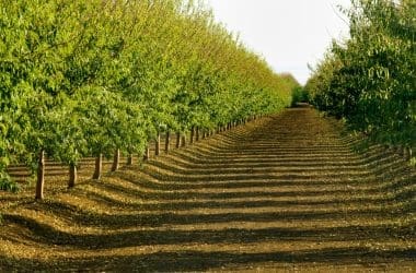 Image of an almond grove on a sunny day for an Almond firewood profile.