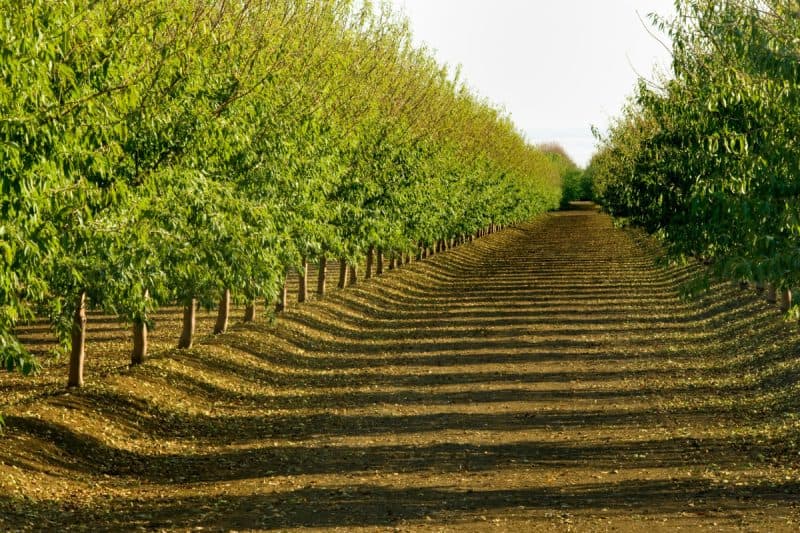 Image of an almond grove on a sunny day for an Almond firewood profile.