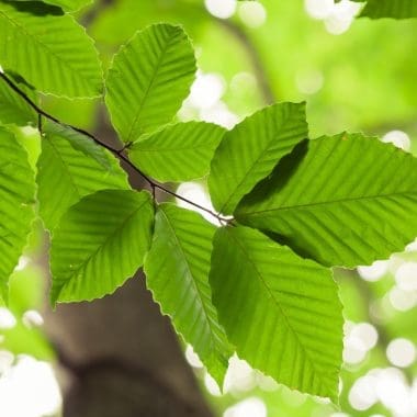 Image of beech tree leaves for an American Beech Firewood profile.