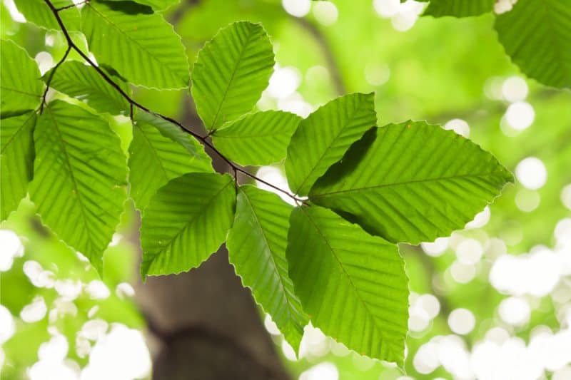 Image of beech tree leaves for an American Beech Firewood profile.