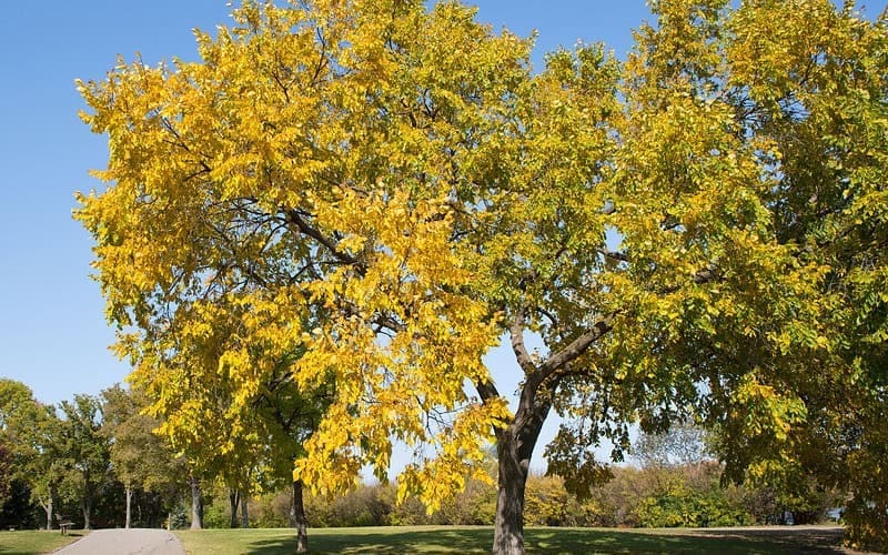 Image of a fully grown American elm next to a park path on a sunny day for an American Elm firewood profile.