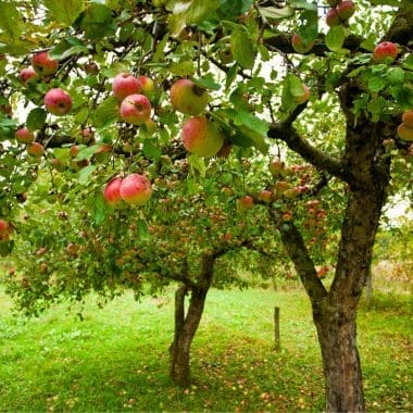 Image of apple trees in a orchard for an apple firewood profile.