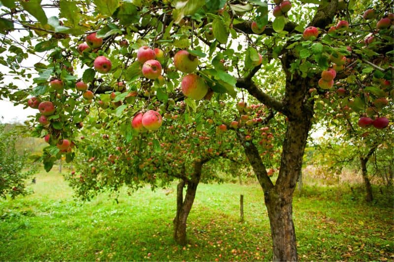 Image of apple trees in a orchard for an apple firewood profile.