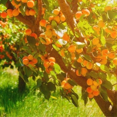 Image of an apricot tree on a sunny day for a Apricot firewood profile.