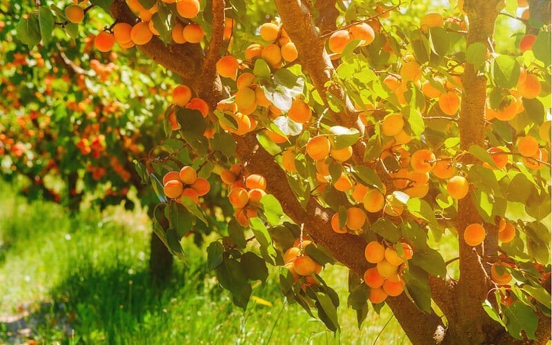 Image of an apricot tree on a sunny day for a Apricot firewood profile.