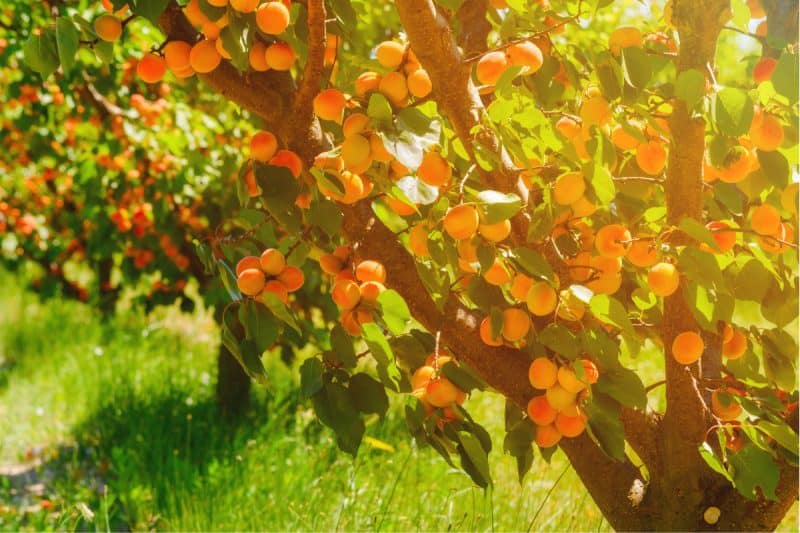 Image of an apricot tree on a sunny day for a Apricot firewood profile.