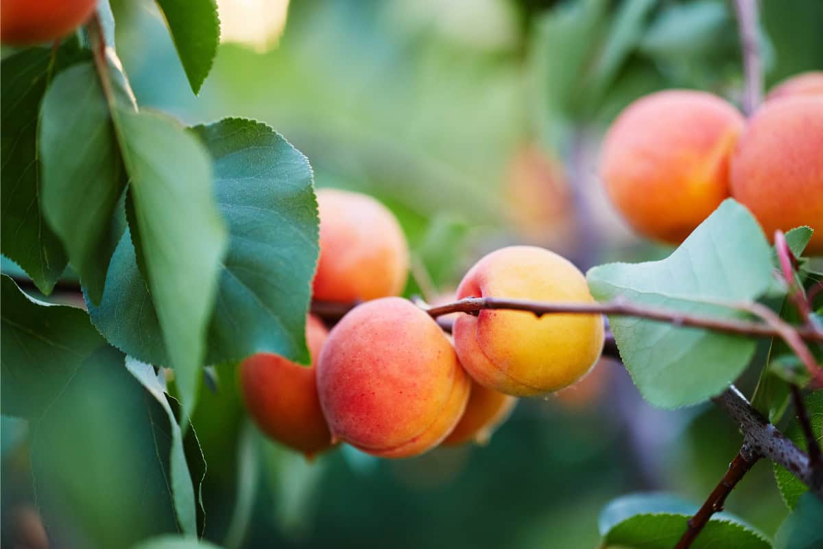 apricot-firewood-profile-main Image of the branches and fruit of an apricot tree for an Apricot firewood profile.