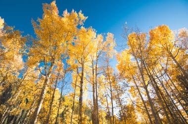 Image of several Aspen tree from the ground, in fall, for a Aspen firewood profile.