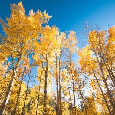 Image of several Aspen tree from the ground, in fall, for a Aspen firewood profile.