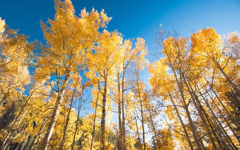 Image of several Aspen tree from the ground, in fall, for a Aspen firewood profile.