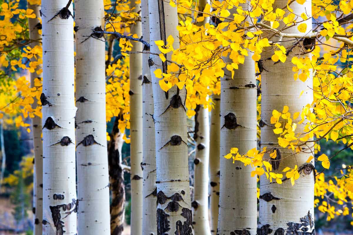 Image of a cluster of Aspen trees with their distinct white bark for a Aspen firewood profile.