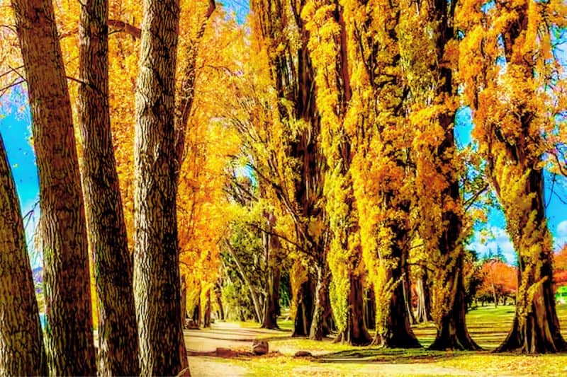 Image of a cluster of balsam poplar trees in fall for a Balsam Poplar firewood profile.