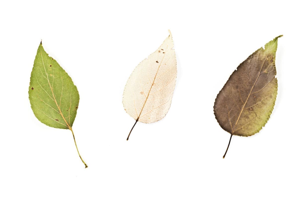 Image of the leaves of a balsam poplar for a Balsam Poplar firewood profile.
