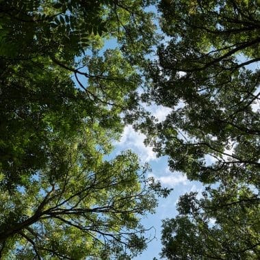Image of a cluster of black ash trees for a Black Ash firewood profile.