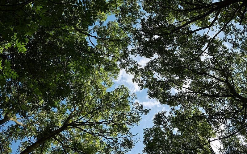 Image of a cluster of black ash trees for a Black Ash firewood profile.