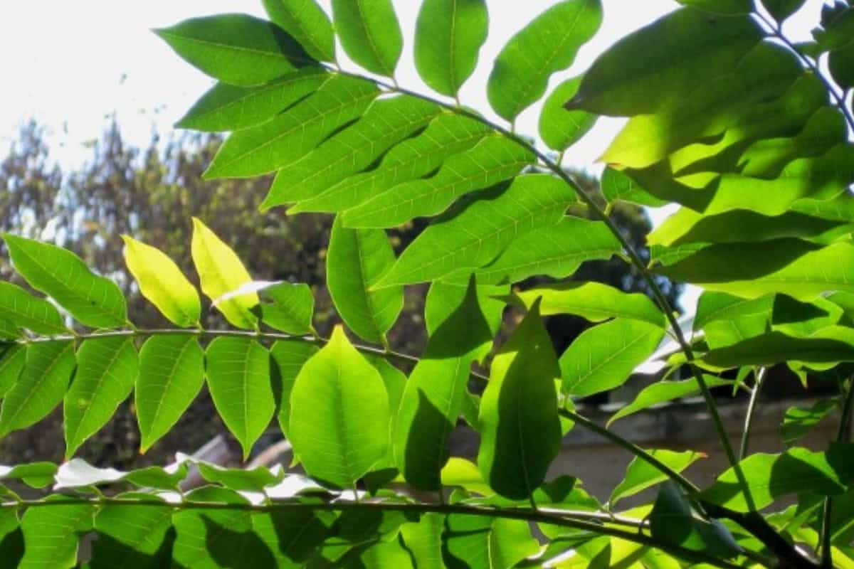 Vibrant green leaves on a sunny day, perfect for backyard outdoor spaces and creating a cozy, nature-inspired atmosphere.