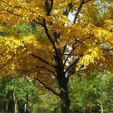 Image of the yellow leaves of a black birch for a Black Birch firewood profile.