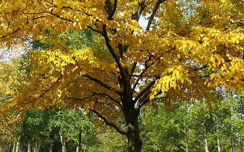 Image of the yellow leaves of a black birch for a Black Birch firewood profile.