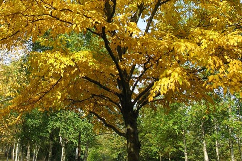 Image of the yellow leaves of a black birch for a Black Birch firewood profile.
