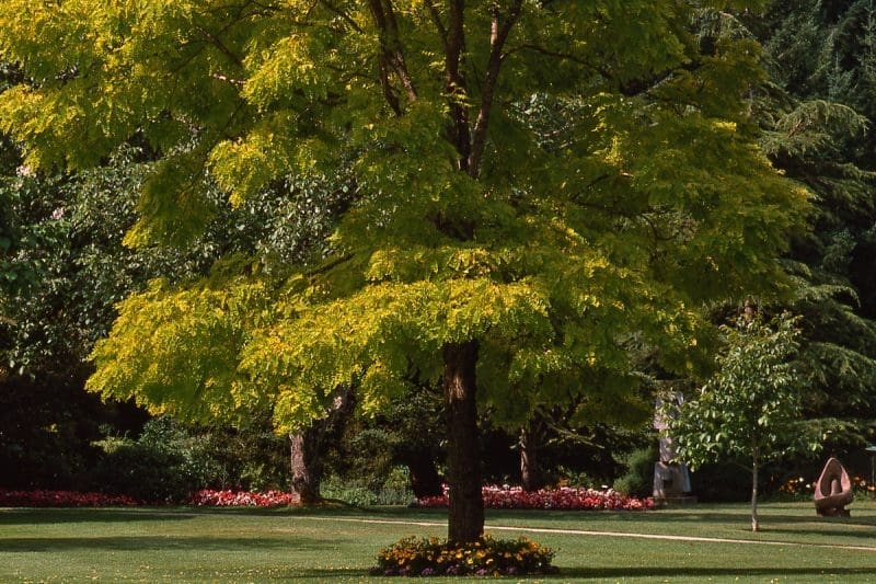 Image of black locust tree for a black locust firewood profile.