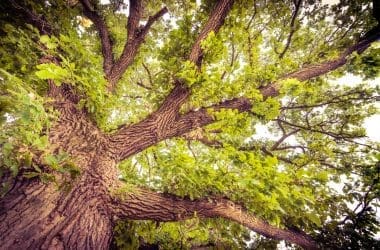 Image of the canopy of a bur oak for a Bur Oak firewood profile.