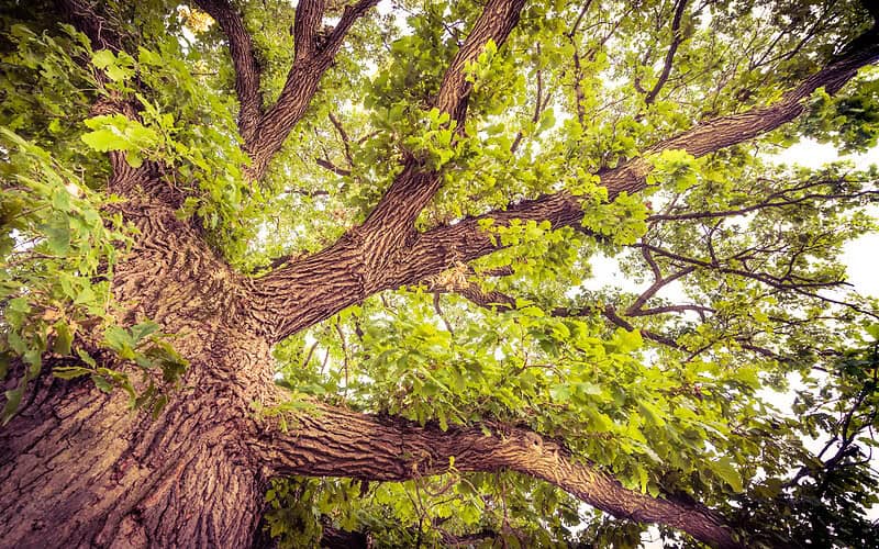 Image of the canopy of a bur oak for a Bur Oak firewood profile.