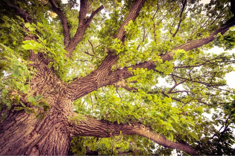 Image of the canopy of a bur oak for a Bur Oak firewood profile.