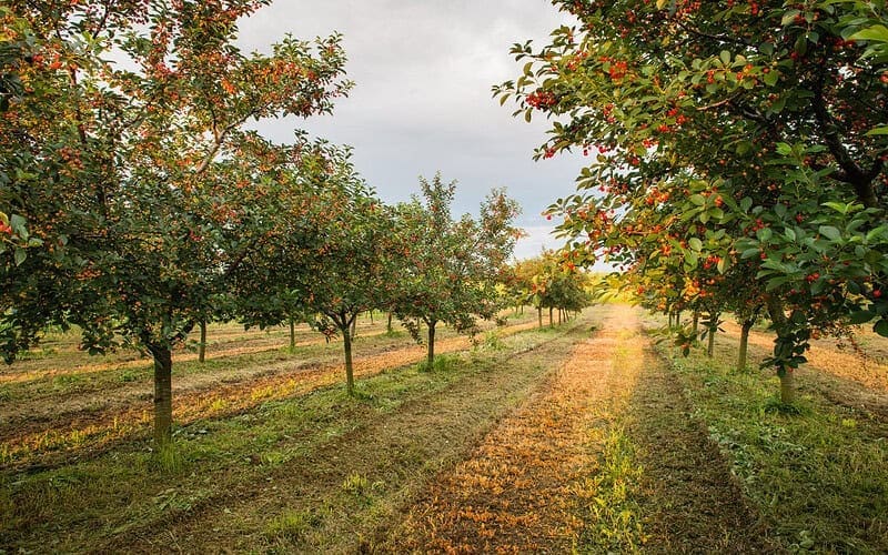 Image of a grove of cherry trees for a Cherry firewood profile.