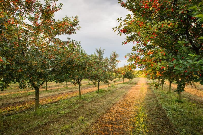 Image of a grove of cherry trees for a Cherry firewood profile.