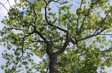 Image of the canopy of a chestnut oak for a Chestnut Oak firewood profle.
