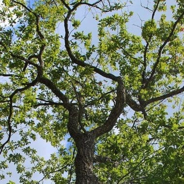Image of the canopy of a chestnut oak for a Chestnut Oak firewood profle.