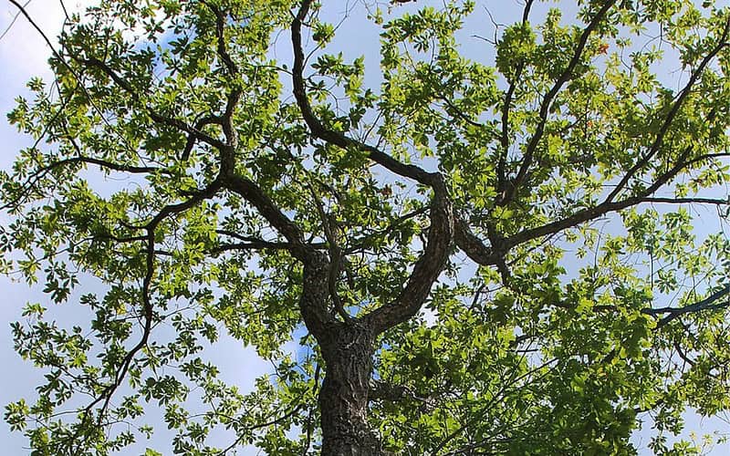 Image of the canopy of a chestnut oak for a Chestnut Oak firewood profle.